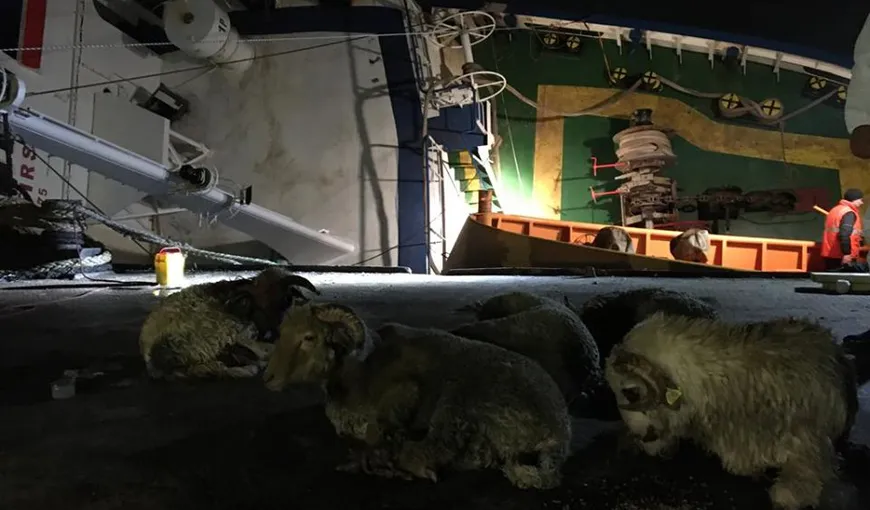 Au fost recuperate toate cadavrele de oi din dreptul navei Queen Hind. Imagini dramatice din timpul intervenţiei VIDEO
