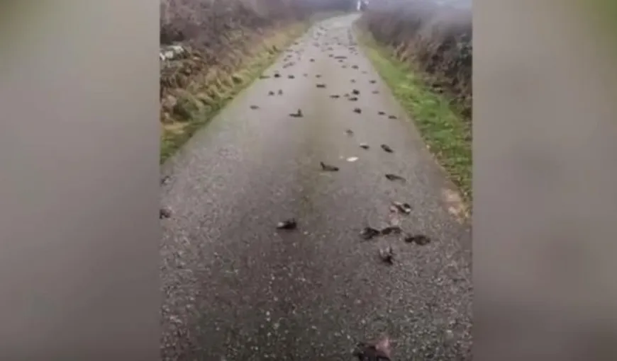 Apocalipsa păsărilor, sute de zburătoare au căzut brusc din cer şi s-au zdrobit de asfalt. Imagini terifiante VIDEO