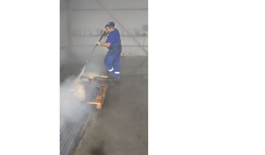 VIRALUL ANULUI. Un român a curăţat porcul la o spălătorie auto după ce l-a pârlit VIDEO