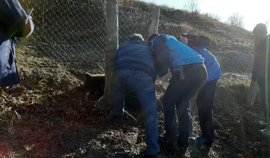 Urs prins în laţ, în Vrancea. Jandarmii au intervenit pentru salvarea lui, imagini de la misiune VIDEO
