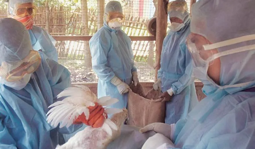 Virusul gripei aviare, confirmat la două ferme din Bulgaria