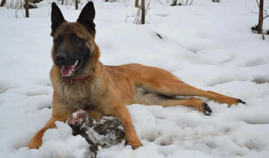 Cum a reuşit să supravieţuiască un câine erou 16 zile la minus 25 de grade. „Este piele şi os”