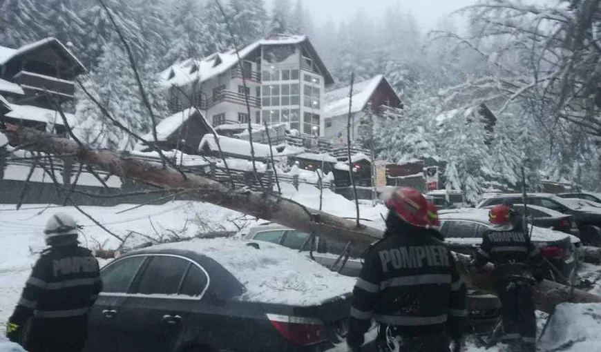 Patru maşini avariate în Predeal, după ce doi copaci au căzut peste ele