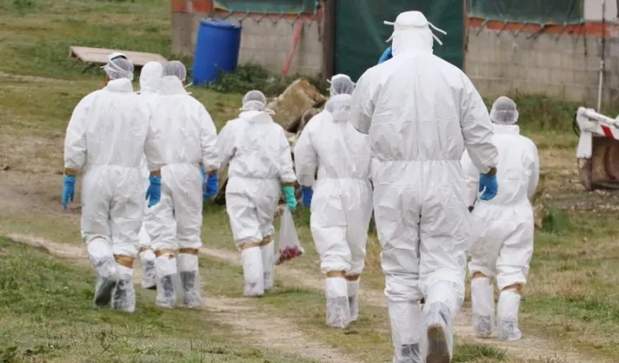 Focar de gripă aviară în Cehia. Au fost sacrificaţi curcani şi alte păsări, iar produsele obţinute au ajuns şi în România
