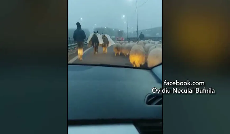 Imagini uluitoare pe autostrada Bucureşti-Constanţa! Un şofer a filmat sute de oi pe şosea