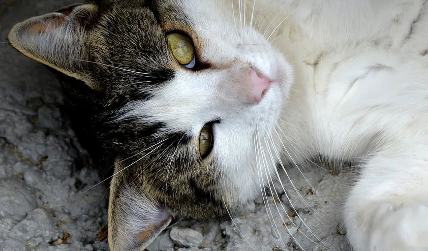 Înfiorător! Un tânăr din Timişoara adopta pisici de pe Facebook, apoi le omora