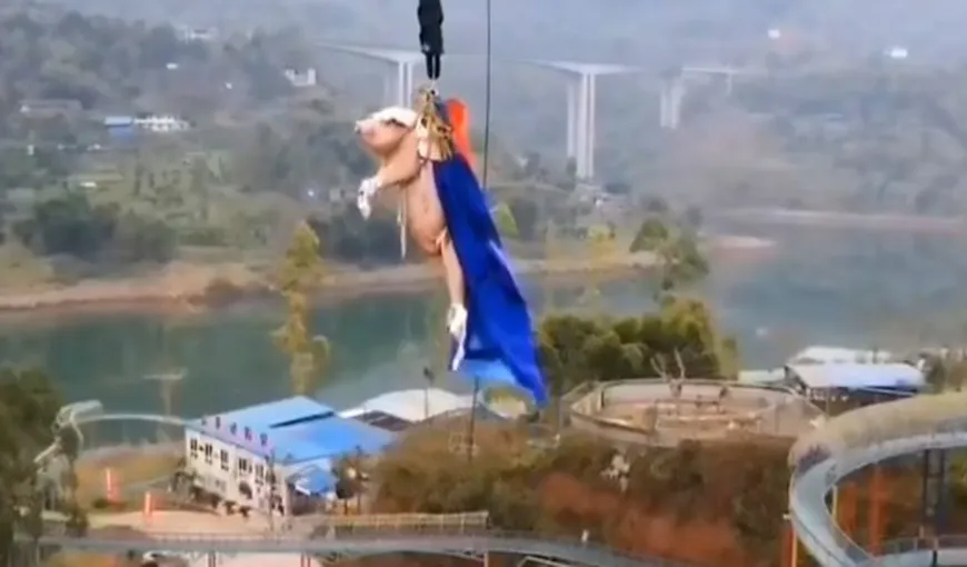 Porcul zburător! Un parc de distracţii din China e aspru criticat după ce a obligat un porc să facă bungee jumping VIDEO