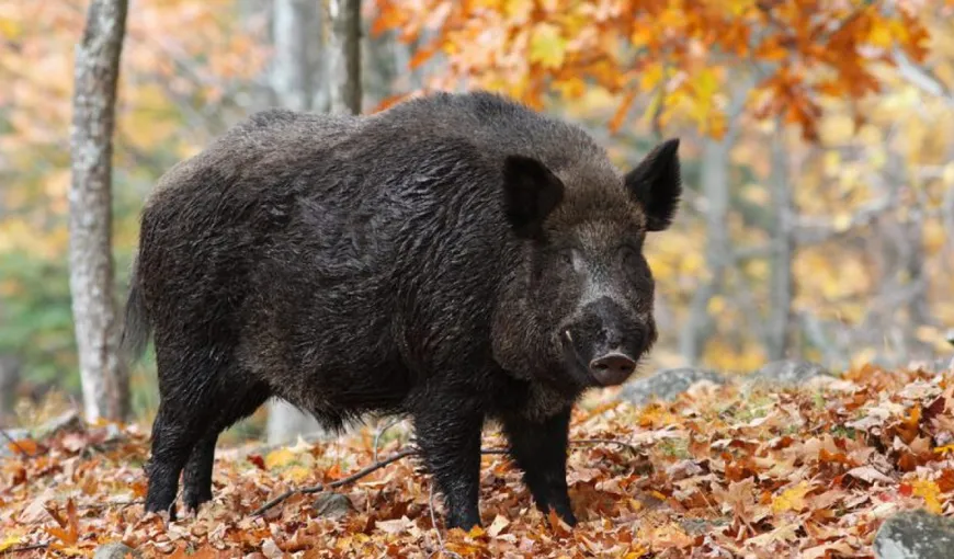 Un adolescent a fost muşcat de faţă de un porc mistreţ în timpul unei vânători