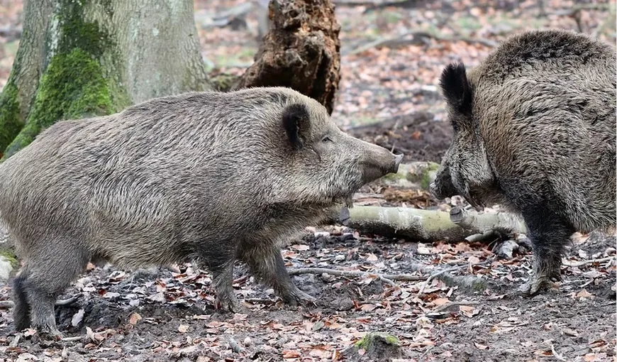 Scene morbide într-o pădure din Sălaj! Peste 60 de porci mistreţi au fost ucişi de pesta porcină africană