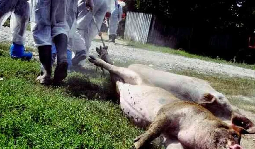 Pesta porcină loveşte în nord-estul ţării. Peste 40.000 de porci vor fi sacrificaţi