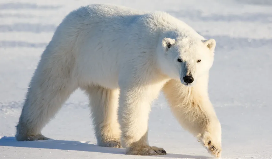 Biolog român din Arctica: „Urşii polari se adaptează. Noi, oamenii, am putea dispărea înaintea lor”