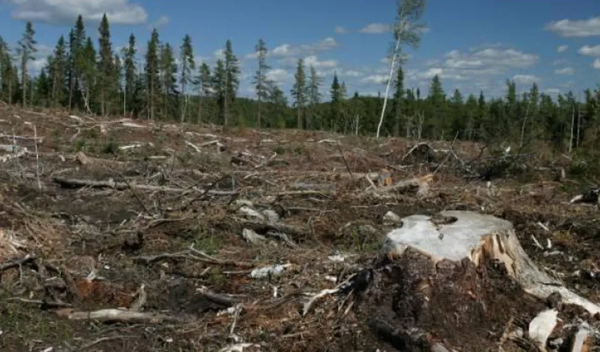 UE cere României să oprească tăierile ilegale de păduri şi să ia măsuri împotriva poluării