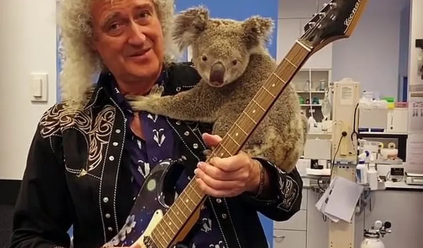 Brian May, chitaristul trupei Queen, a cântat pentru un ursuleţ koala salvat din incendiile australiene (VIDEO)