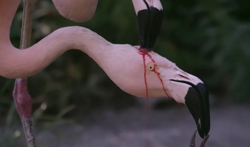 Imaginile care au devenit virale cu doi flamingo şi puiul lor! Explicaţia incredibilă despre ce se intâmplă de fapt