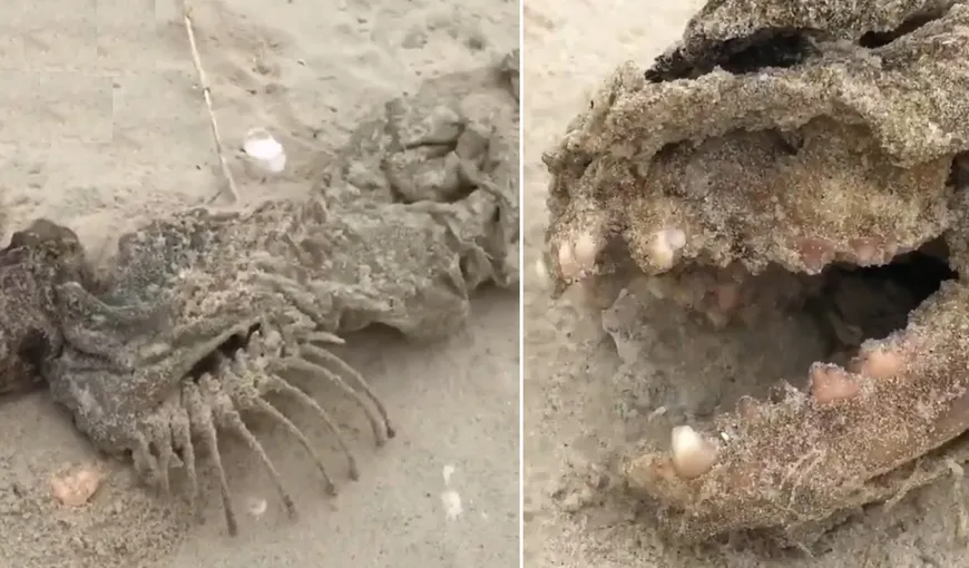 IMAGINI ŞOCANTE Creatură înfiorătoare descoperită pe plajă. Ce ar fi, de fapt, mutantul găsit de un câine VIDEO