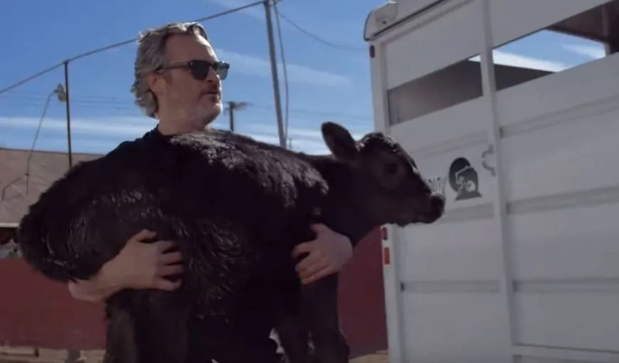 Video emoţionant! Actorul Joaquin Phoenix a salvat o vacă şi un viţel înainte de a fi duşi la abator