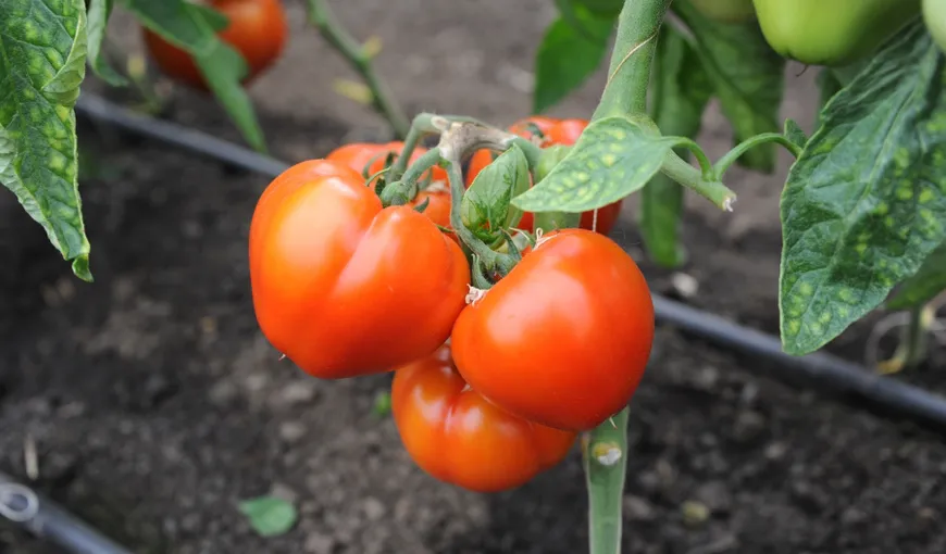 Mitul roşiilor româneşti sănătoase, spulberat de studii. Aproape jumătate dintre tomate conţin pesticide