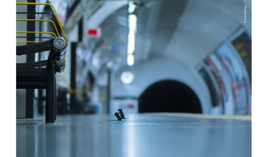 Fotografia anului 2019 surprinde doi şoareci luptându-se pe peronul metroului din Londra