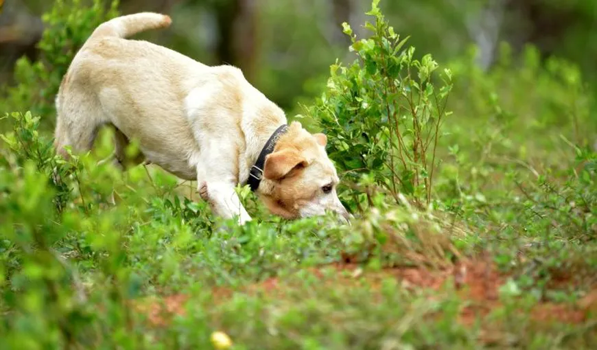 Marea Britanie antrenează câini pentru a depista Covid-19: „Scopul este să poată depista pe oricine, inclusiv pe cei asimptomatici”