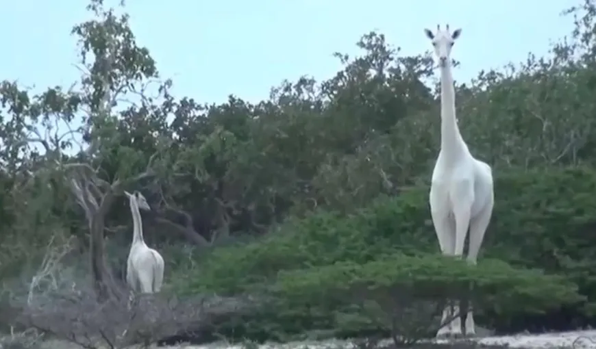 Două dintre ultimele girafe albe au fost omorâte de braconieri