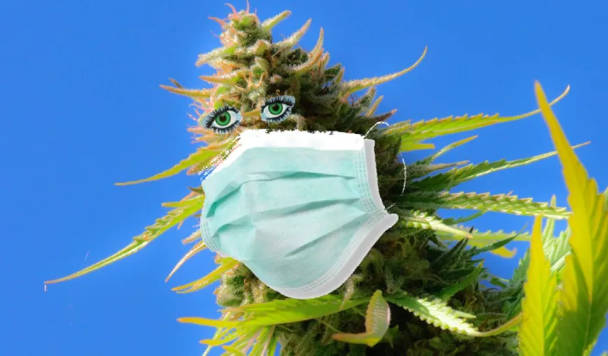 CORONAVIRUS Marijuana a fost declarată „produs esenţial” într-o regiune din SUA, alături de medicamente şi alimente