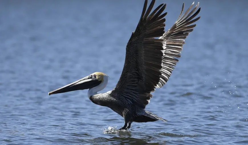 Un pelican a înghiţit un telefon mobil crezând că este un peşte VIDEO