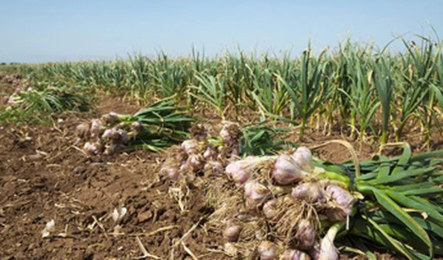 Guvernul a aprobat ajutorul de minimis pentru susţinerea producţiei de usturoi în 2020. Cine sunt beneficiarii