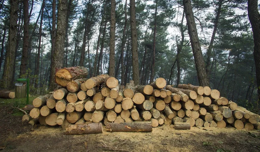 USR cere stoparea tăierii pădurilor în perioada stării de urgenţă