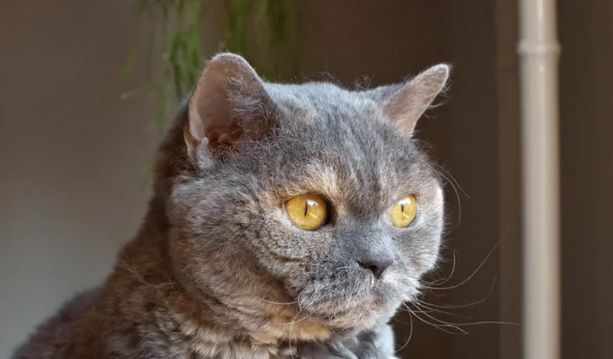 O pisică, simbolul rezistenţei împotriva COVID-19. A supravieţuit 40 de zile închisă, în timp ce stăpânii erau internaţi cu coronavirus