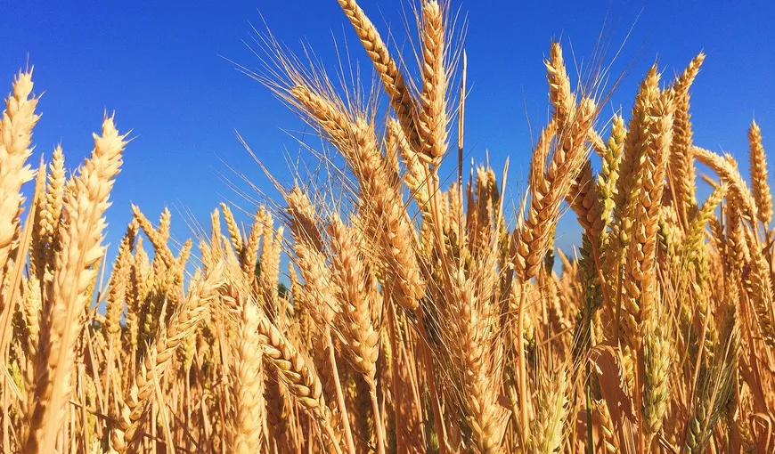 Ministrul de Interne, Marcel Vela: România are suficiente rezerve de grâu pentru consumul intern până la începutul toamnei