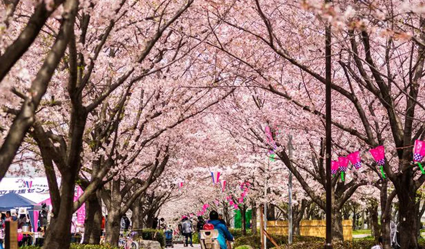 Guvernul japonez ia în calcul să acopere jumătate din costul călătoriilor vizitatorilor străini pentru a reînvia turismul