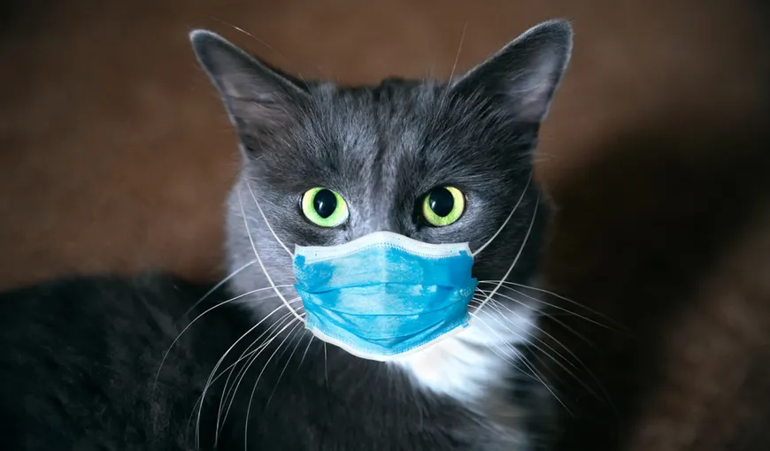 O pisică a fost testată pozitiv cu coronavirus. Este cel de-al şaselea caz din lume