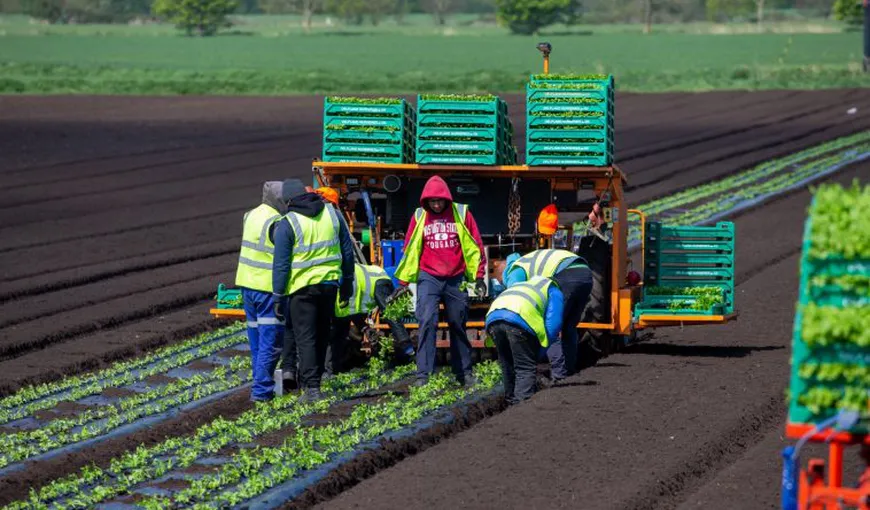 De ce britanicii fug de munca în agricultură: „Nu este pentru oricine. Mulţi nici nu au ştiut la ce vin”