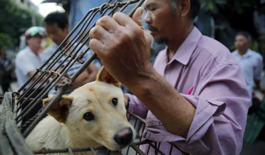 Chinezii nu vor mai mânca câini! O nouă lege interzice creşterea câinilor pentru consumul uman