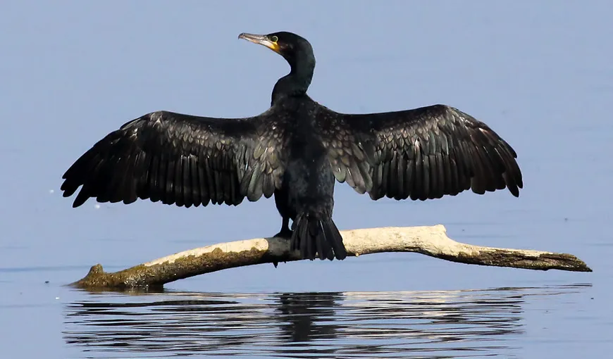 Cormoranul mare, eliminat din categoria păsărilor interzise vânătorii. Reacţia Societăţii Ornitologice Române