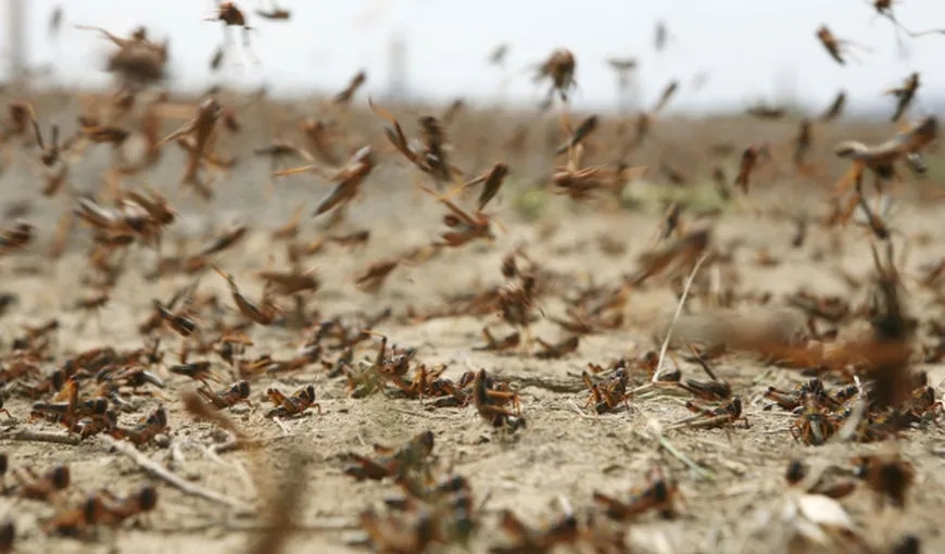 O invazie de lăcuste face ravagii în India şi Pakistan: Ne confruntăm cu cea mai mare invazie din ultimele trei decenii