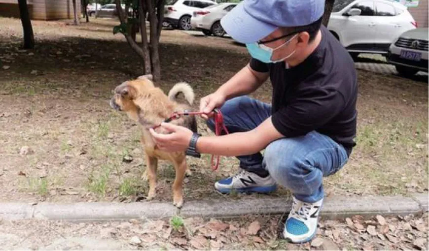 Un câine şi-a aşteptat timp de trei luni stăpânul decedat în urma infecţiei cu coronavirus. „Nu a părăsit niciodată spitalul”