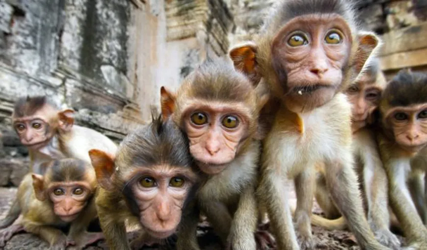 Mai multe maimuţe au furat probe de sânge ale pacienţilor cu COVID-19! Oamenii se tem de o răspândire a virusului