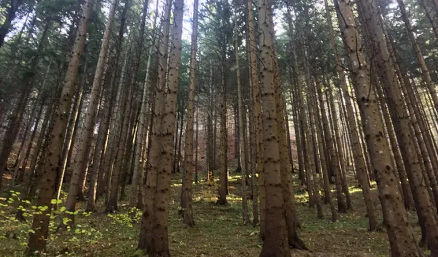 Nu se mai taie lemn din pădurile seculare. Ministrul Mediului anunţă că pădurile mai vechi de 140 de ani vor fi protejate