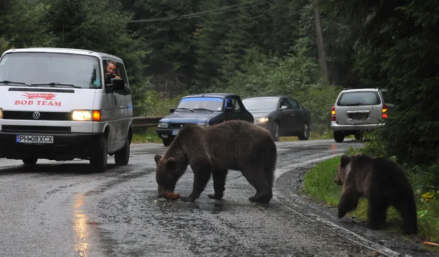În weekend, urşii şi-au făcut apariţia în două localităţi din Prahova