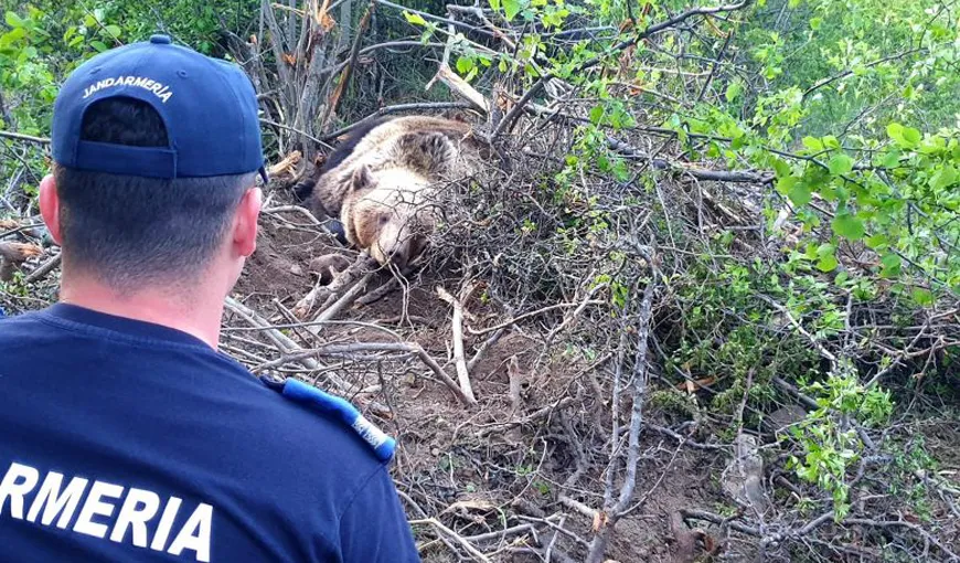 O ursoaică prinsă într-un gard de sârmă a fost eliberată. Cum s-a desfăşurat operaţiunea de salvare. VIDEO
