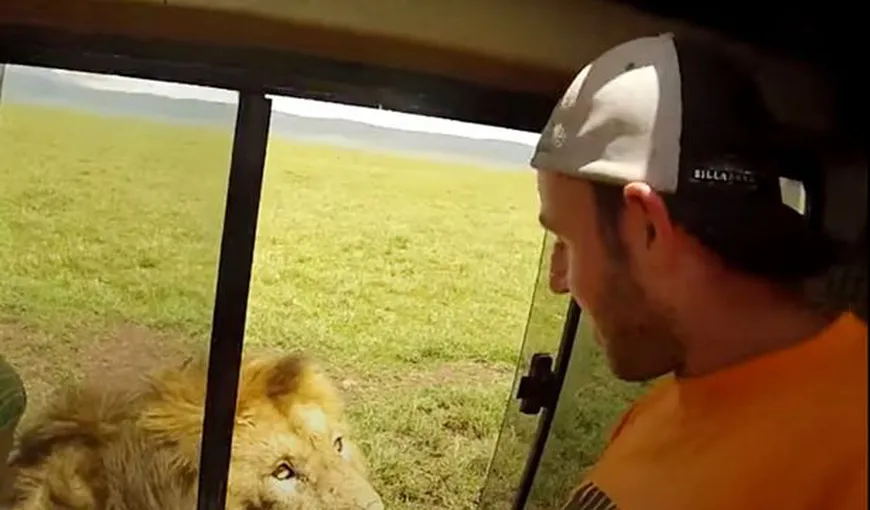 Moment înfricoşător! Un leu atacă un turist care încearcă să-l atingă VIDEO