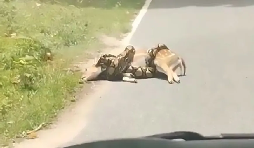 Imagini înfiorătoare! Un piton de 3 metri strangulează căprioarele pe marginea drumului – VIDEO
