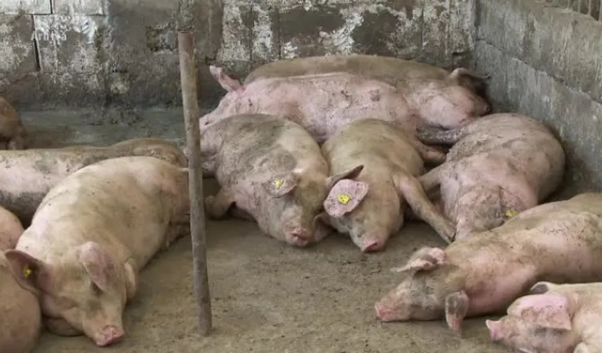 Focar de pestă porcină africană la o fermă din Sibiu. Peste 400 porci au fost eutanasiaţi