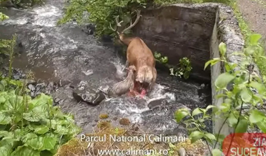 VIDEO Cum a reuşit un cerb să scape din ghearele lupilor în Parcul Naţional Călimani
