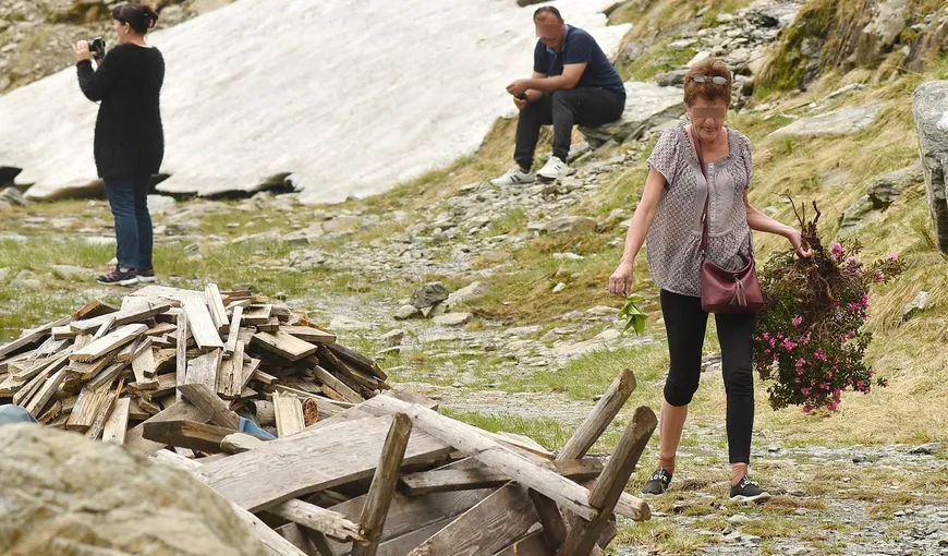 Gest SCANDALOS în Argeş. O femeie a smuls o tufă de bujori de munte – specie protejată. „Tufele distruse de biped au 30 de ani”