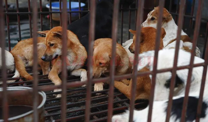 Un cuplu din Vietnam a fost arestat pentru otrăvirea a zeci de câini şi pisici