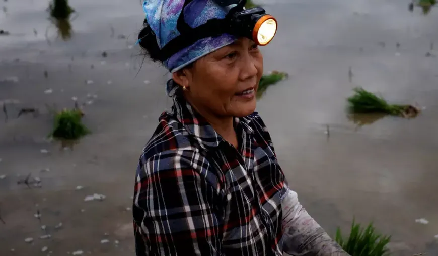 Fermierii vietnamezi, siliţi să muncească noaptea din cauza temperaturilor ridicate