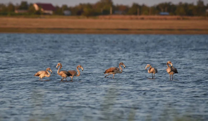 Păsări flamingo în Delta Dunării, pentru prima oară în ultima sută de ani. Apariţie absolut specatculoasă FOTO