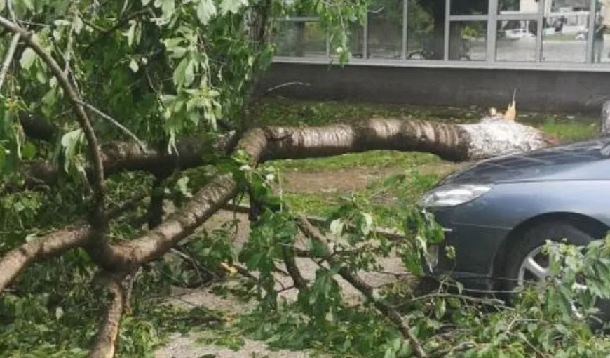 Dezastru după „uraganul” de la Zalău: Copaci căzuţi, maşini avariate şi inundaţii